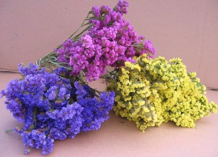 Spring trio - trio, yellow, blue, pink, flowers