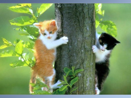 Now what? - beauty, gold, leaves, tree, black, white, kittens, climb, cats, animals