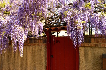 My garden gate - flowers, hanging, gate, purple, fence