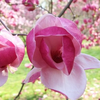 And the magnolia blooms