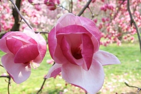 And the magnolia blooms - two, trees, close, bloom, pink, magnolia