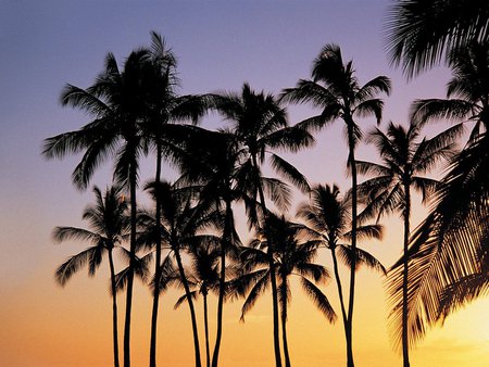 Kauai Palms - nature, trees, palms, kauai, hawaii