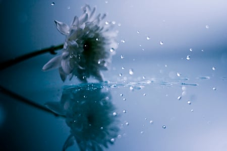 Daisy Reflection - daisy, flower, water, reflection