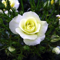 White pretty roses