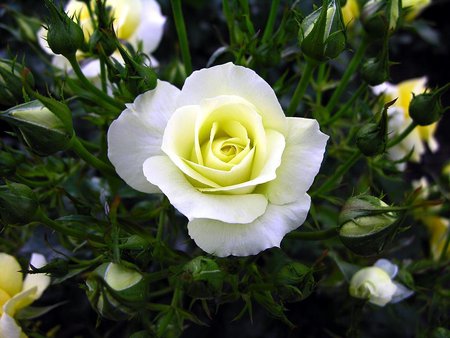 White pretty roses - flowers, white, roses