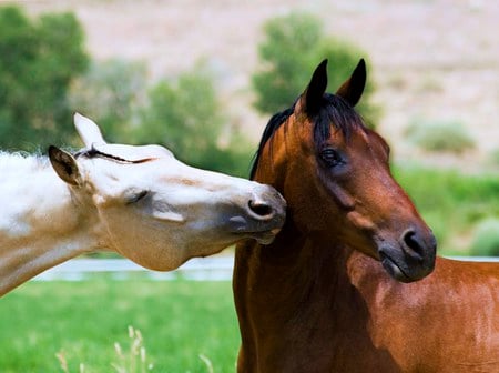 Love kiss - horses, white, brown, kiss