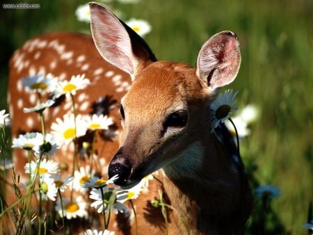 Petal Pusher White Tailed Deer - young, doe, spotted, flowers, field, deer