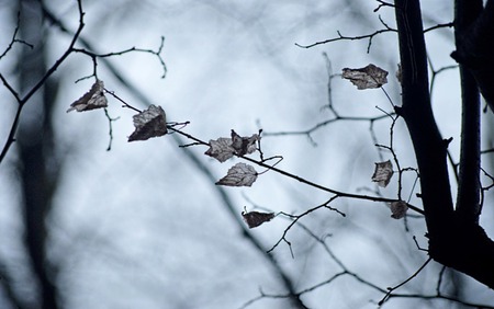 Dark Embraces - fall, autumn, cold, winter, leaves