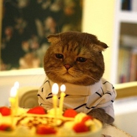 Birthday Cat