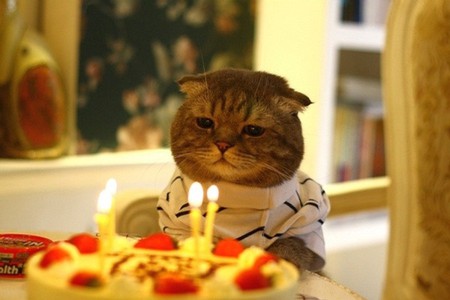 Birthday Cat - birthday cat, picture, cool