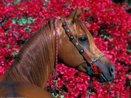 BEAUTIFUL GRAND HORSE MAJESTIC - horse, background, gorgeous, foreground, flowers