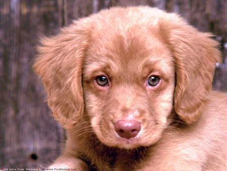 CLOSE UP ON PUPPYS FACE - bashful, puppy, adorable, loveable, cute