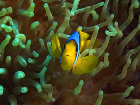 Clown Fish - picture, beautiful, clown fish