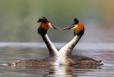 Love Birds - love birds, picture, beautiful