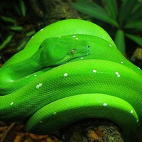 Green Snake