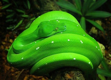 Green Snake - picture, green, cool, snake