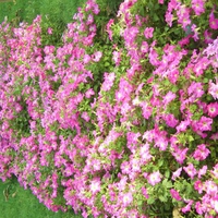 Bed of flowers