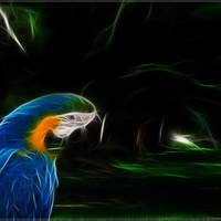 Fractal parrot