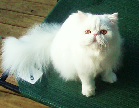 Feline in white - fluffy, persian, white, mat, tail