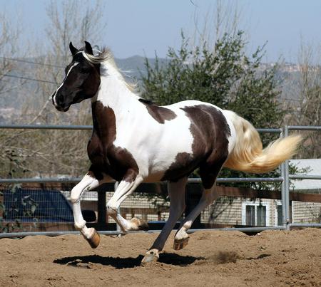 Acapella - horses, animals, friesian, gypsy vanner, pinto, mare, arabian