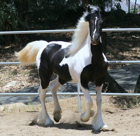 Acapella - gypsy vanner, arabian, horses, pinto, friesian, mare, animals