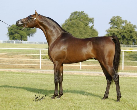 Dark Shadow The Purebred Arabian