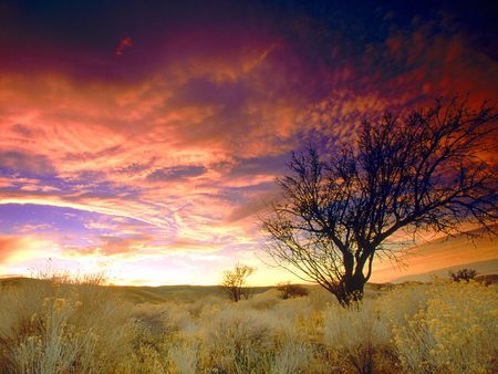 Almond Tree, Antelope Valley, California - brown, pink, nice, beije, sunlight, sunrises, gold, colors, valley, natural, raylight, grasslands, nature, green, yellow, blue, almond, grass, sunsets, antelope, purple, red, sky, sun, clouds, trees, beautiful, photography, fields, photoshop, cool, orange, usa, rays, california