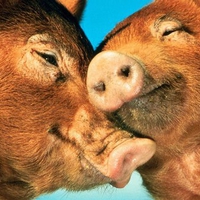 Pigs in love