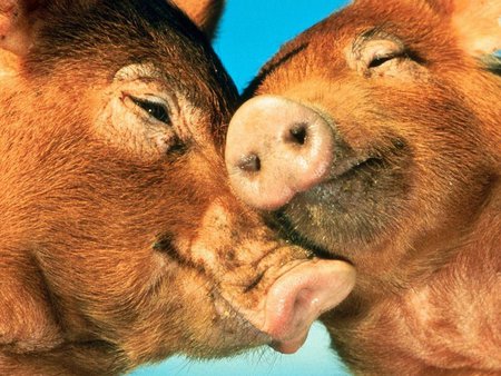 Pigs in love - love, cute, kiss, pig