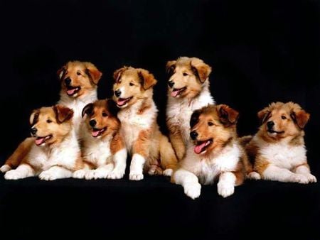 Big family of puppies