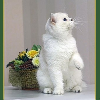 Cat with basket of flowers