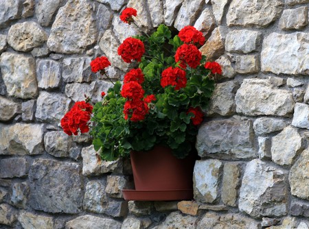 Potted Geraniums in Granite Wall - geraniums, roses, amazing, bossom, parallelepipeds, leaves, flowers, ramo, nice, granite, potted, beautiful, beauty, cool, stones, nature, awesome, green, gray, leaf, wall