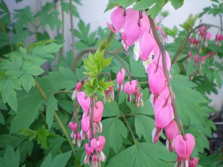 Old-Fashioned Bleeding Heart - nature, pink flower