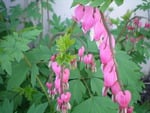 Old-Fashioned Bleeding Heart