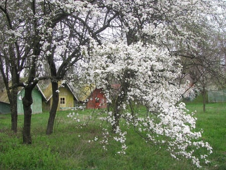 smiles of the spring - white, beauty, flowers, spring, romania, trees, nature