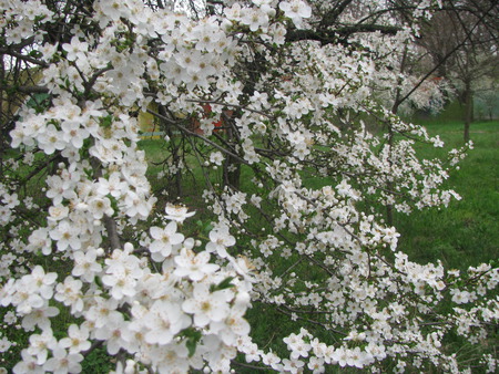 smiles of the spring - flowers, trees, white, nature, romania, beauty, spring