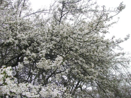 smiles of the spring - white, beauty, flowers, spring, romania, trees, nature