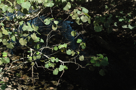 nature in order - nature, forest