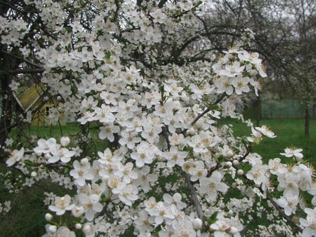 smiles of the spring - flowers, trees, white, nature, romania, beauty, spring