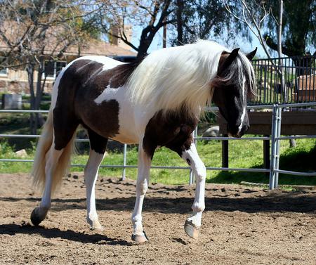 Acapella - gypsy vanner, arabian, horses, friesian, lake, animals