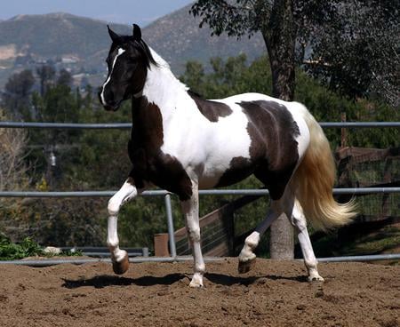 Acapella - horses, lake, animals, friesian, gypsy vanner, arabian