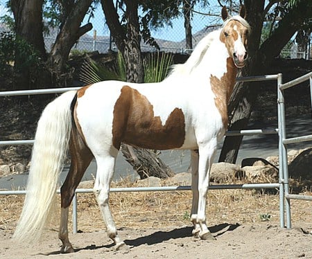 Mercedes Gold The Saddlebred Mare - horses, saddlebred, animals, pinto, mare