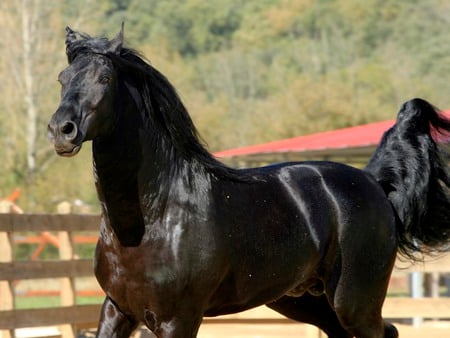 Atila The Spaniard - spanish horse, horses, spanish, animals, black