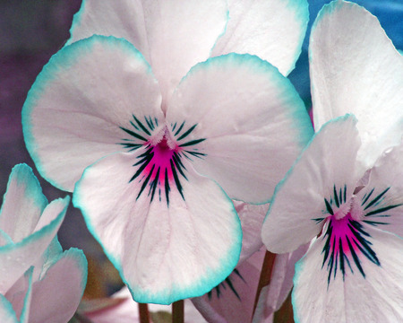 Pansy .jpg - nature, pansy, flower, petals