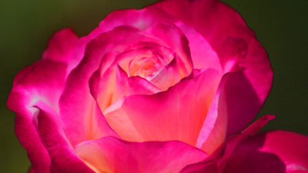 Shining Rose .jpg - pinks, shinging, swirls, petals ruffels