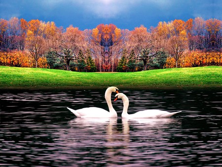 Love on the lake - fall, swans, together, lake, ripples, trees grass