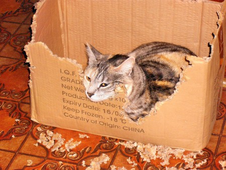 Destructive Feline - pet, funny, cat