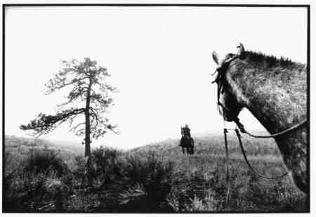 Watching an arrival in B & W - b and w, the intruder, horses