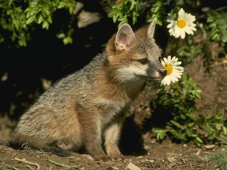 Baby fox - nature, animals