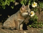 Baby fox